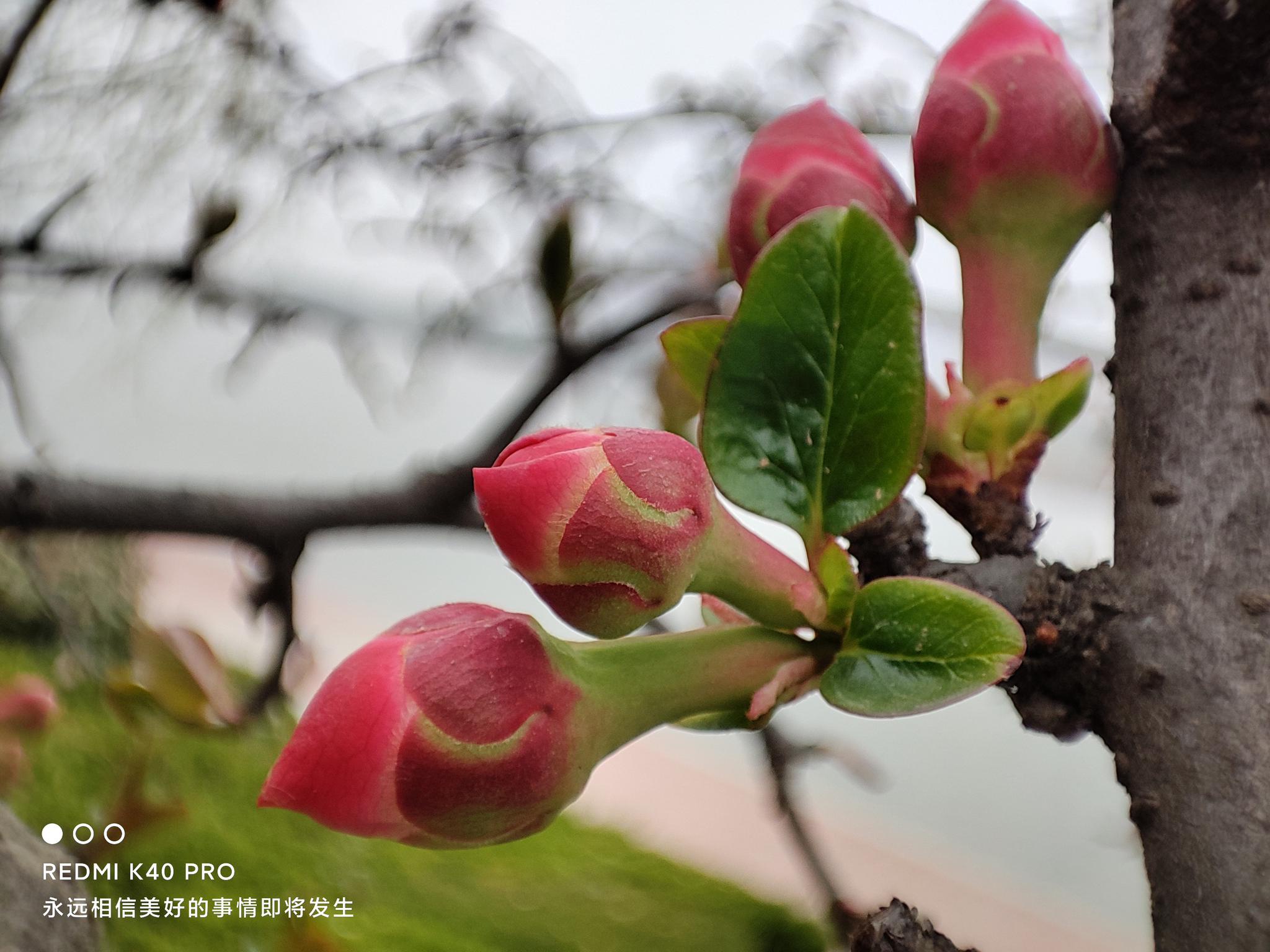 这是手机拍的redmik40pro的微距太让人上瘾