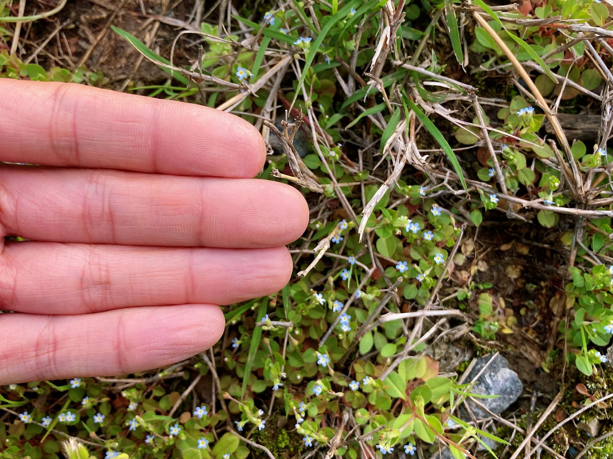 附地菜trigonotis sp__财经头条