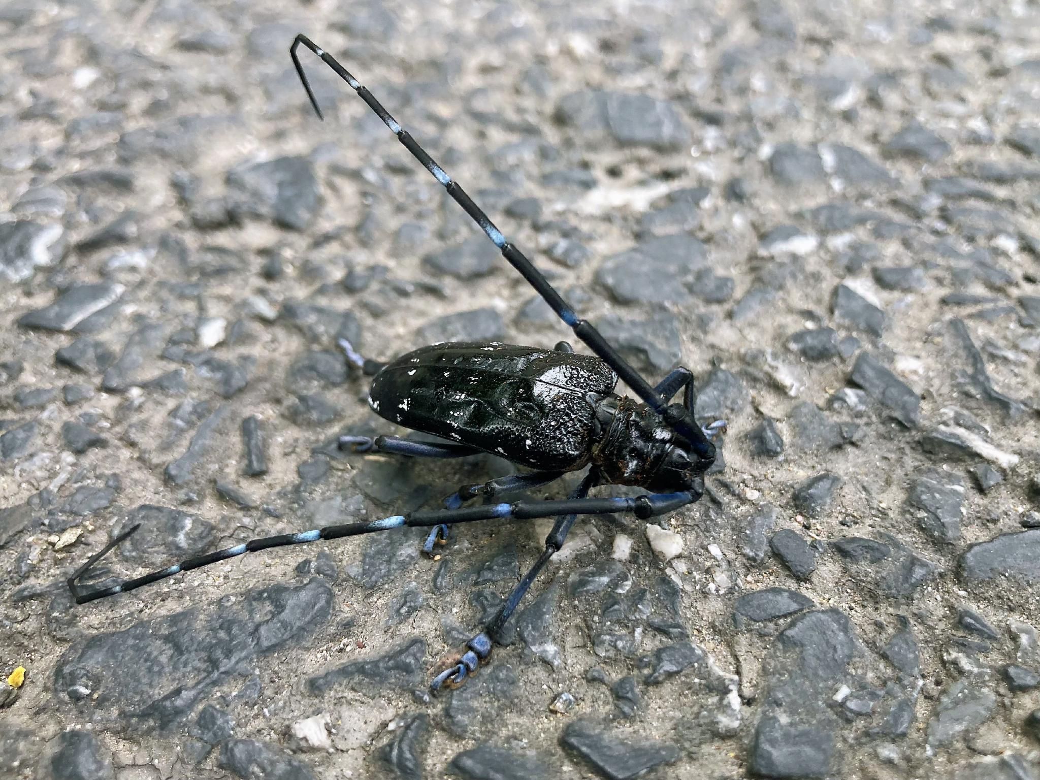 星天牛anoplophora chinensis