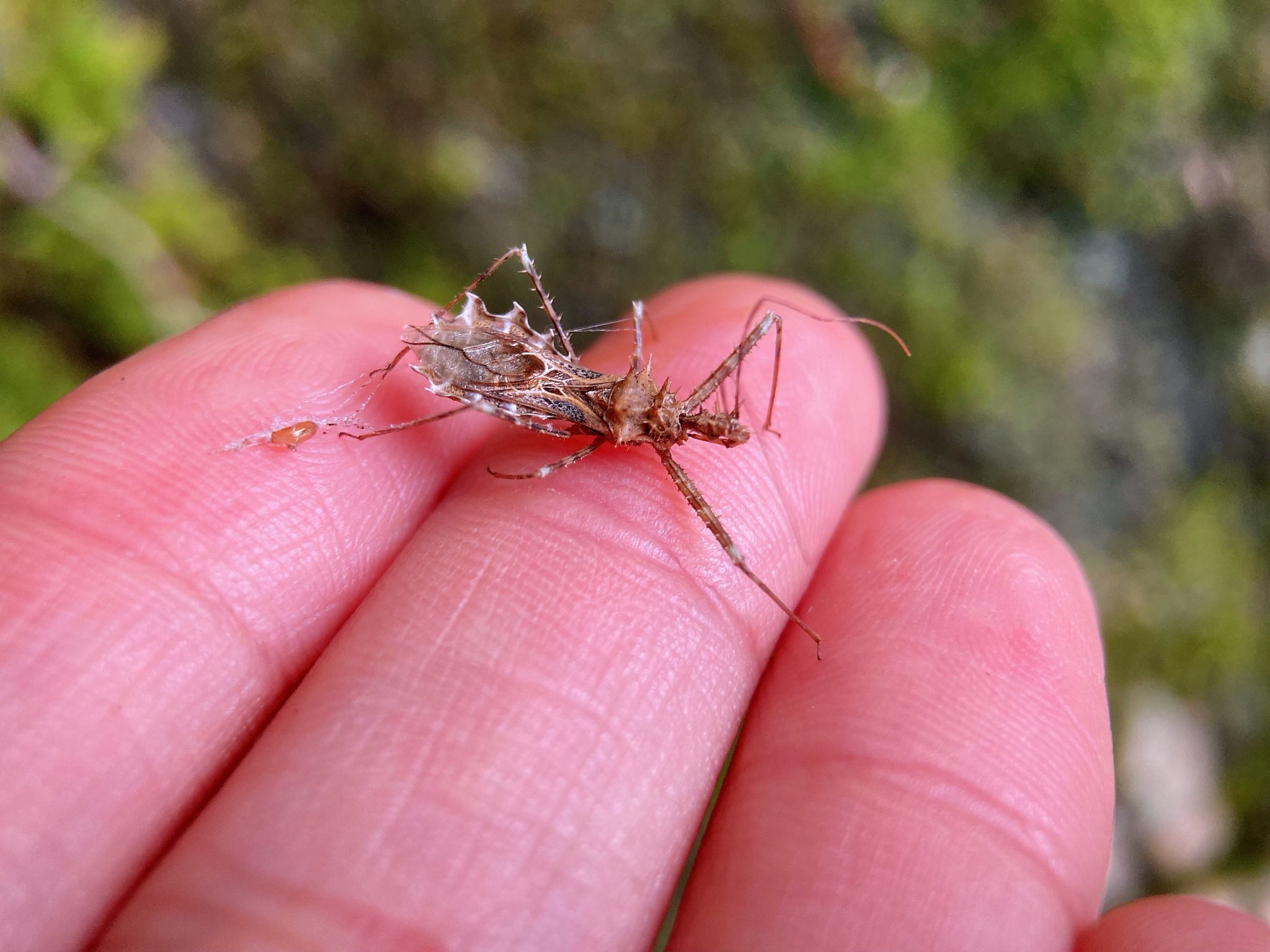 发现一枚伪装性很强的猎蝽_高清图集_新浪网