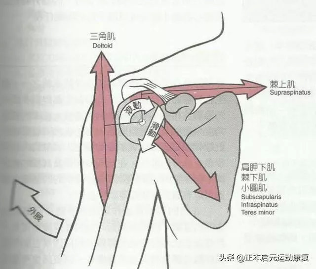 任何一方面受到影响,都会影响肩关节功能,出现疼痛问题,而关节松动