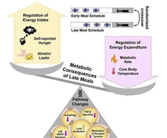 新研究:吃饭时间的早晚,可影响体重和健康!建议收藏休闲区蓝鸢梦想 - Www.slyday.coM 新研究:吃饭时间的早晚,可影响体重和健康!建议收藏休闲区蓝鸢梦想 - Www.slyday.coM