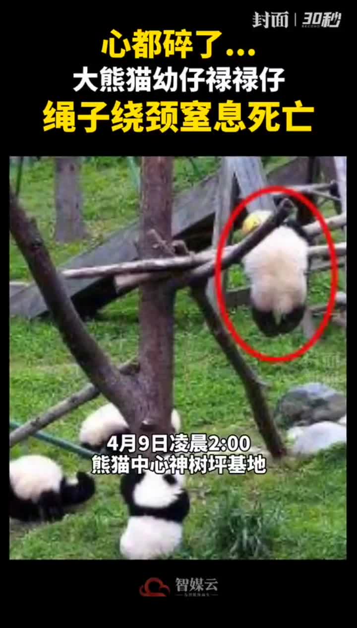 大熊猫宝宝独自玩耍 7小时后被发现死亡
