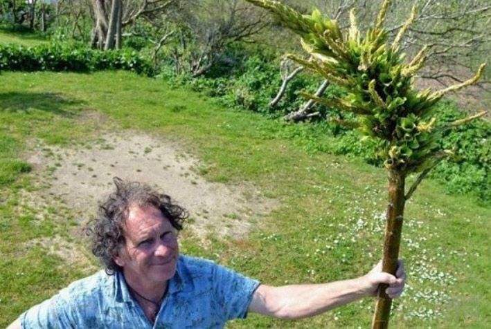 动物们的天敌,可以消耗生命的怪树--食羊树!