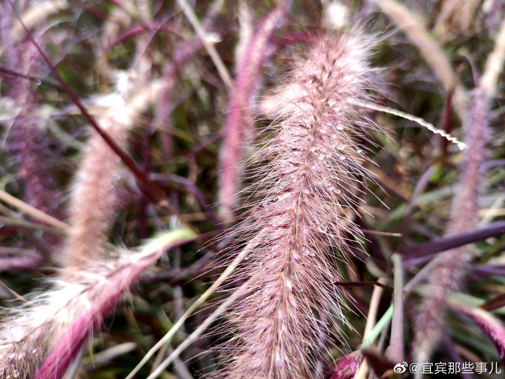 牧地狼尾草,一种像狼尾巴一样灵动的植物,一丛丛的太漂亮的!