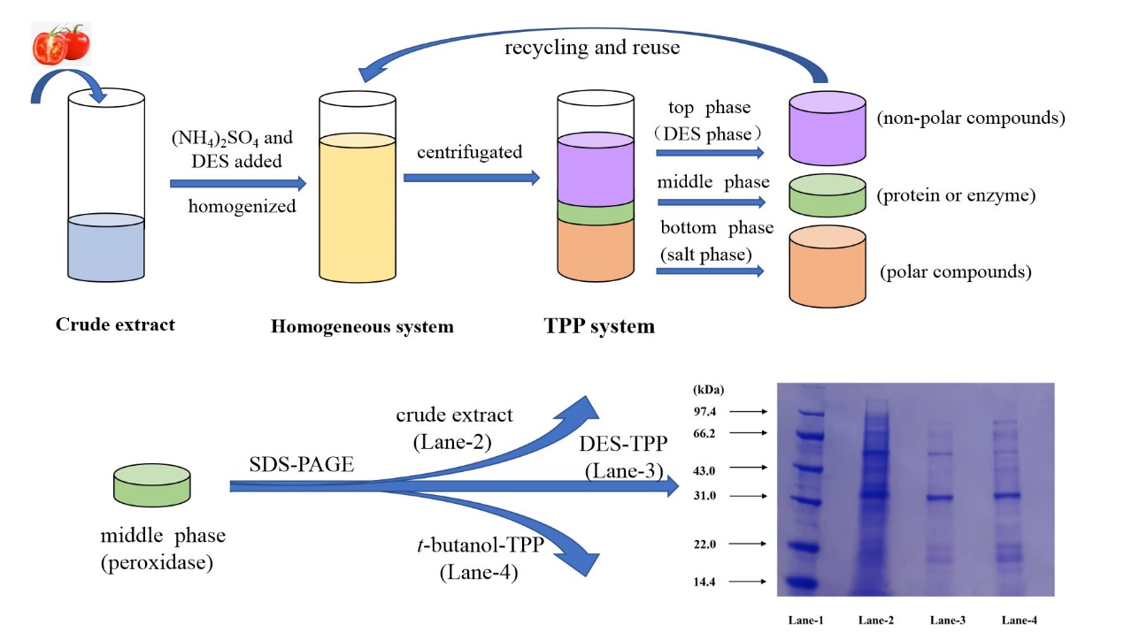 研究发现一种分离纯化番茄过氧化酶的绿色方法|中国农