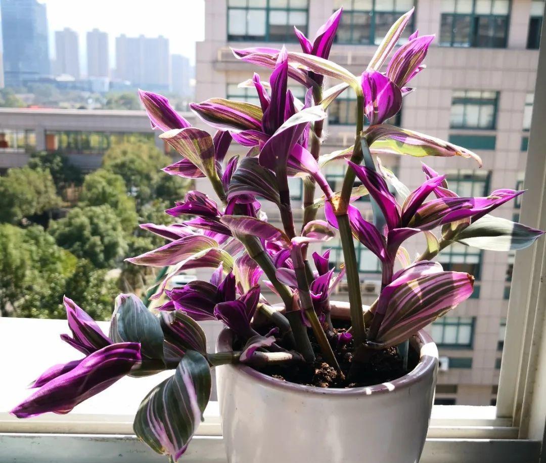 4种花就要多晒,太阳下面会变色,叶子比花还好看!
