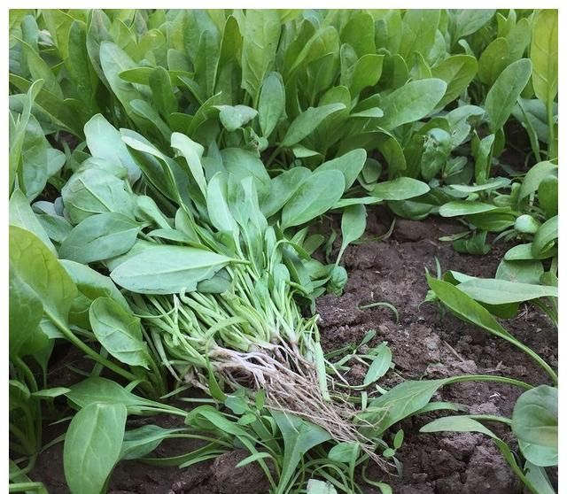 春菠菜什么时候种植做好下面3点菠菜长得肥厚又油亮