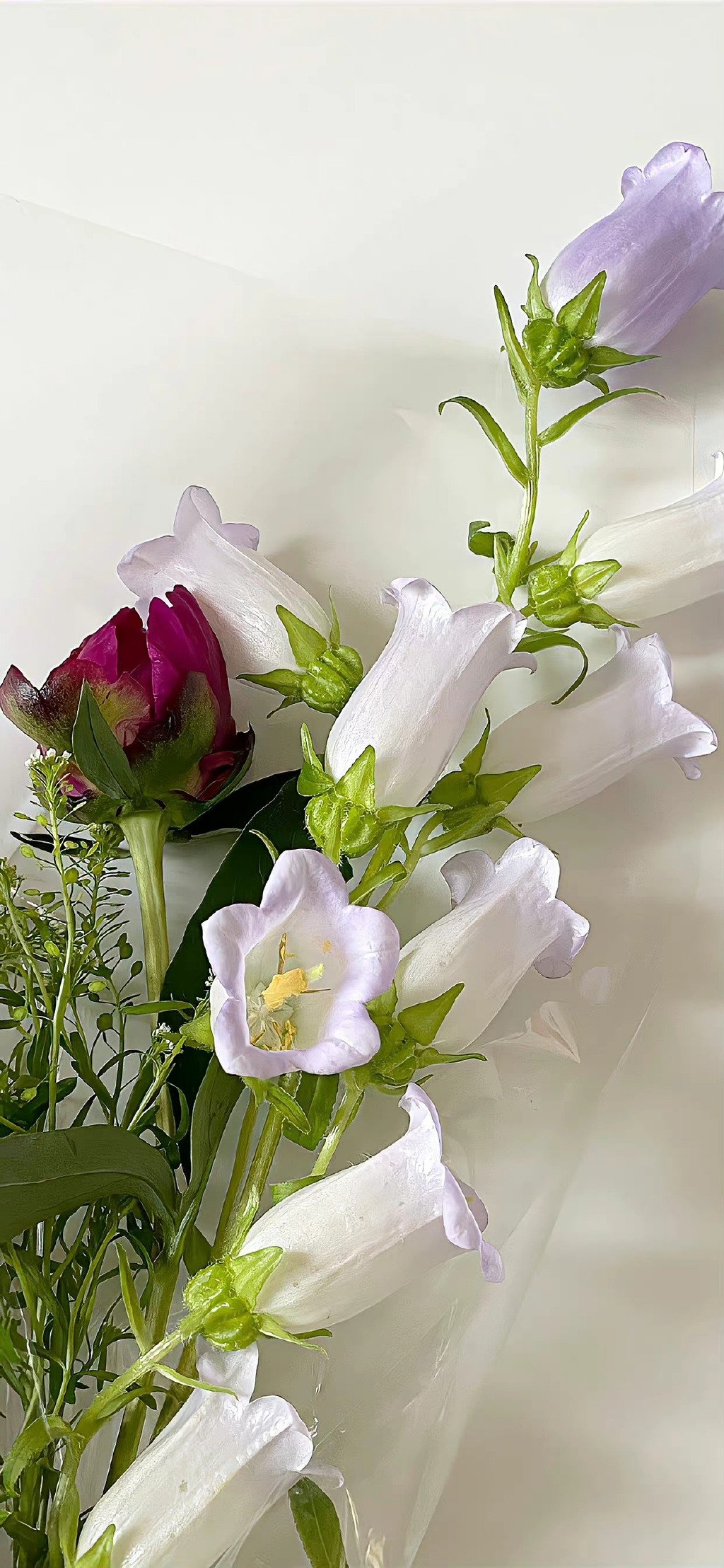 收藏的ios16景深效果壁纸