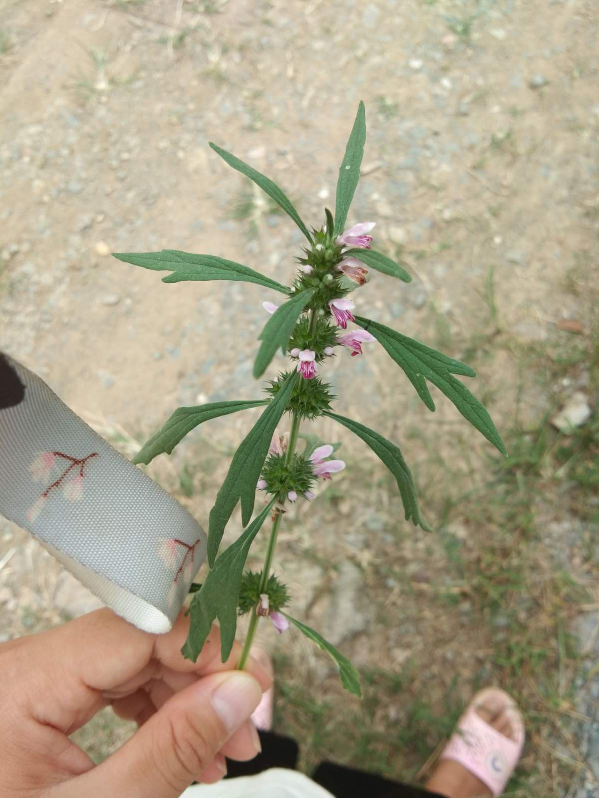 日野生益母草能吃吗?看见赶紧采回家,能赏能吃作用大!