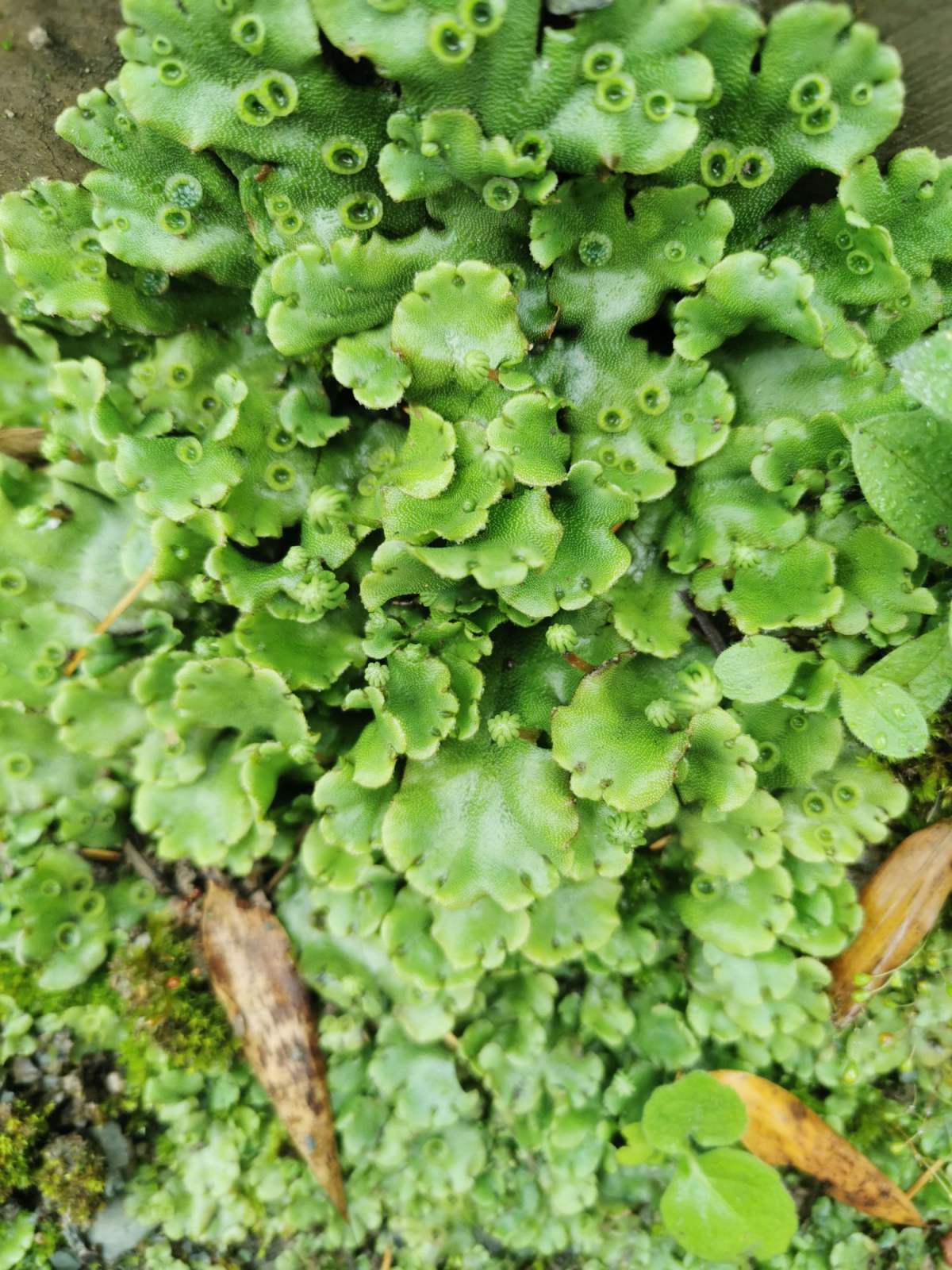 正文                 那么你平时有见过这种植物吗?