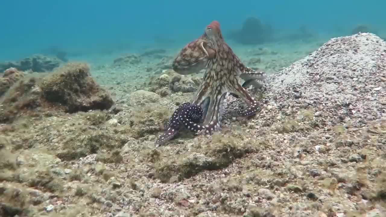 不要小看章鱼饿极了连鲨鱼都吃镜头拍下海底霸王被活吞的过程