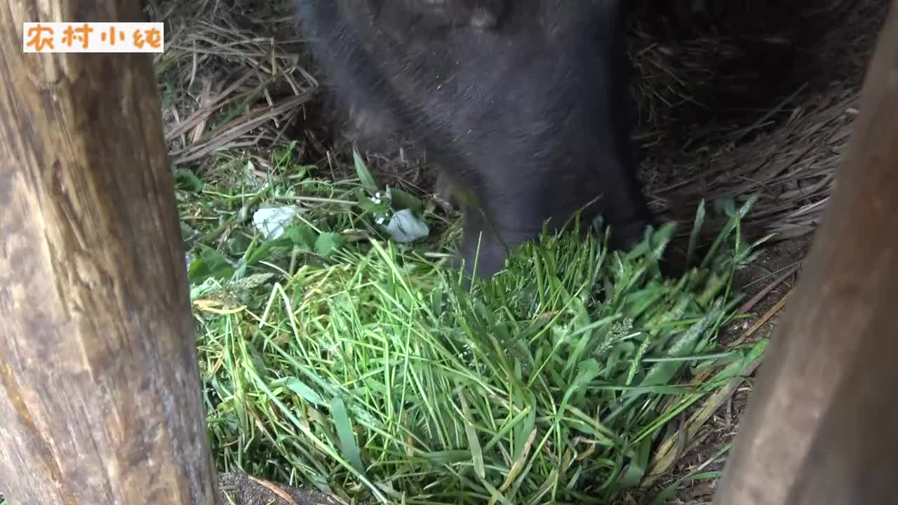 农村小纯牛王争霸赛开始了第一名奖金8万元提前犒劳犒劳它