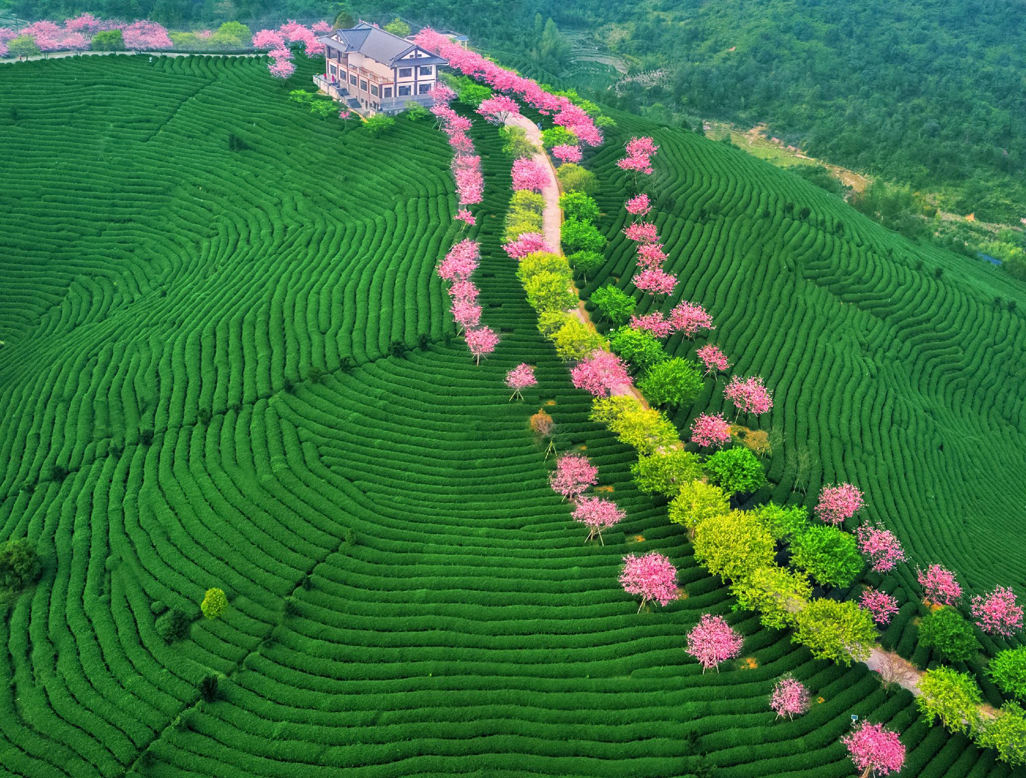 绝美春景福建10万株樱花浪漫盛放