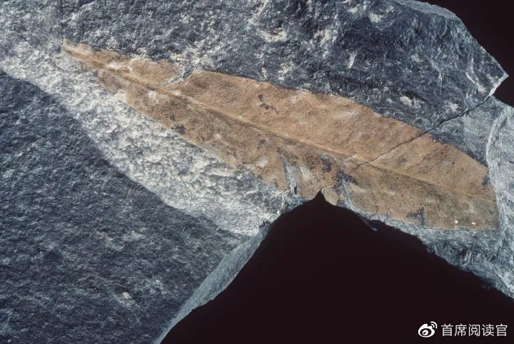 无独有偶,1992年,研究人员在南极山脉中部发掘出二叠纪森林化石,这里