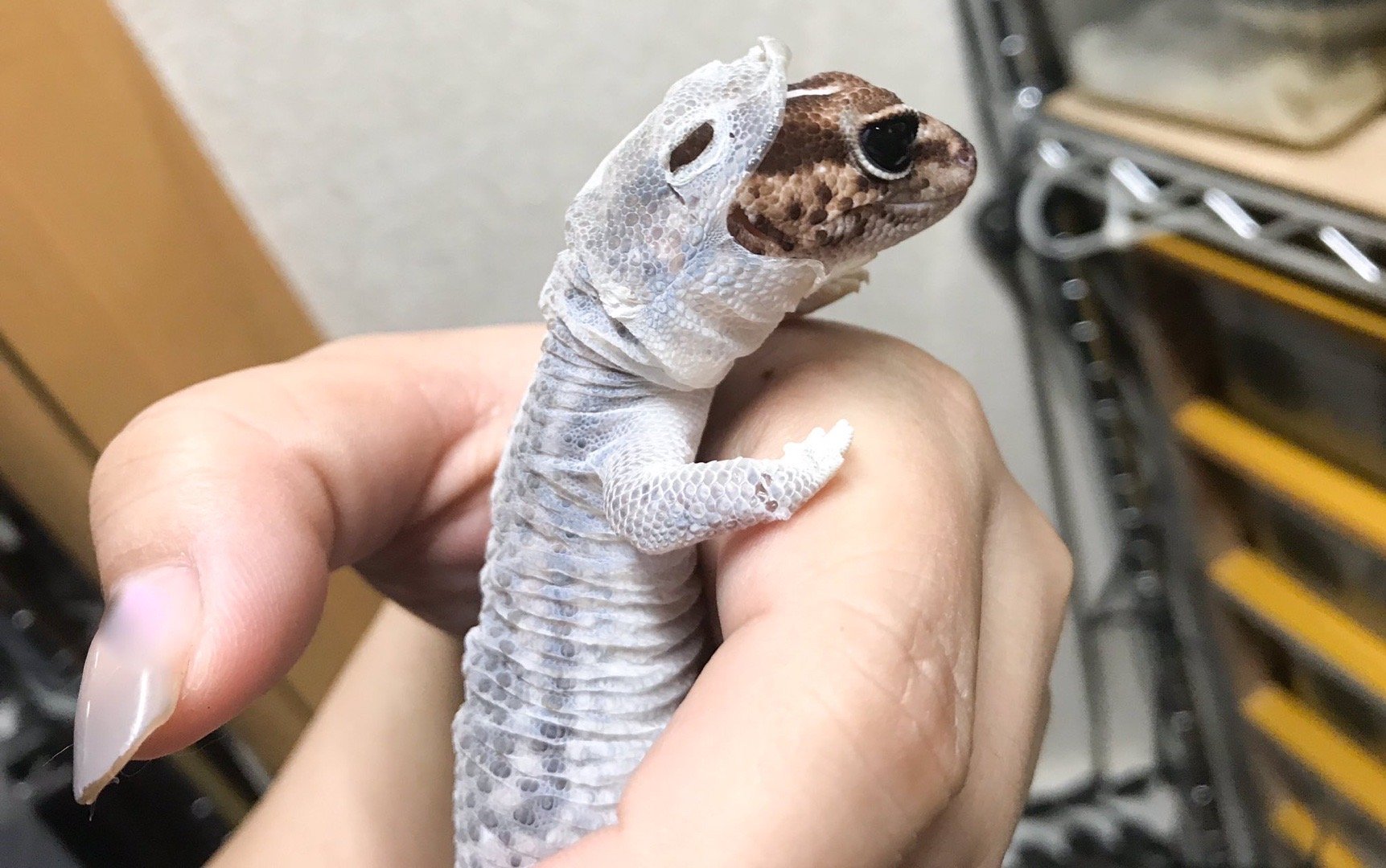 日推网友りっちょ家的肥尾守宫蜕皮中 像穿了一件白色的帽衫