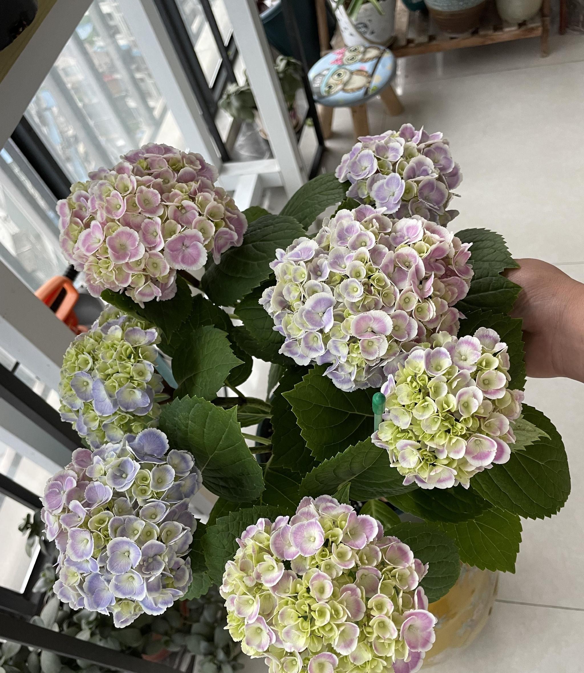 阳台养绣球花,就选"蒙娜丽莎",植株低矮,花色美丽,多季花开__财经头条
