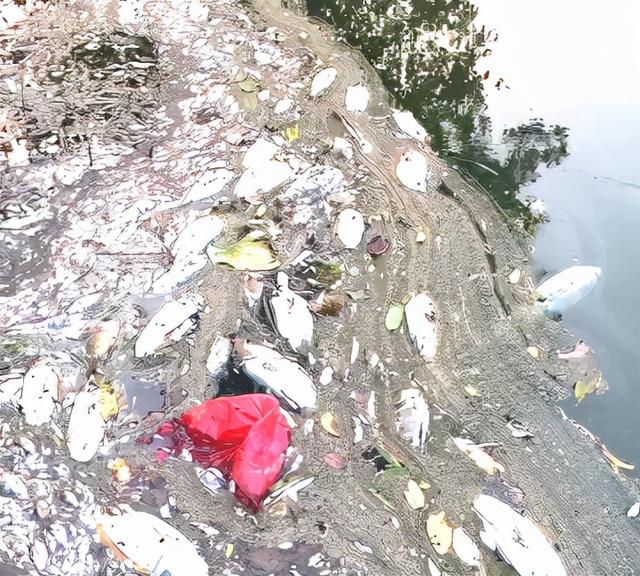 信阳一池塘疑遭投毒，一夜之间鱼虾全部死亡休闲区蓝鸢梦想 - Www.slyday.coM