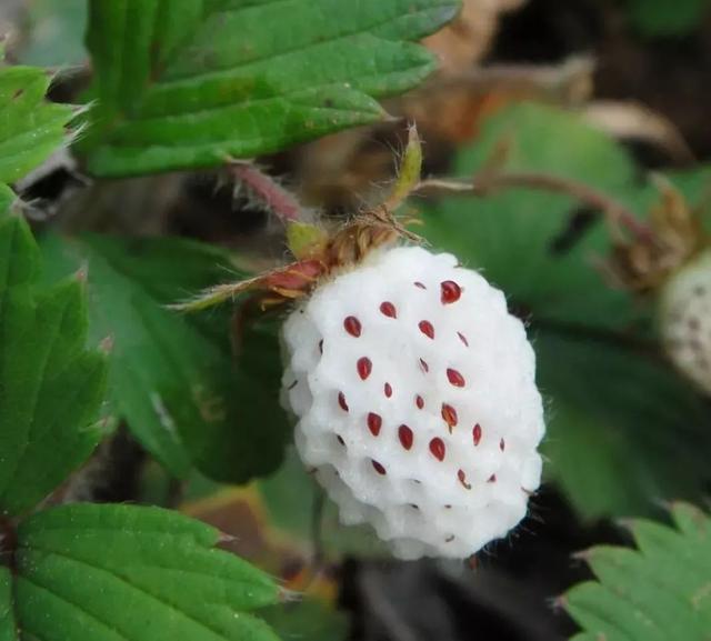 家常版香菇瓢儿白教程