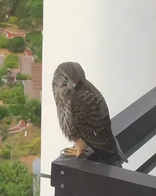 济南一小区惊现国家二级保护动物，已在各楼层“串门”数日，居民：喂了点生肉，它们都吃了休闲区蓝鸢梦想 - Www.slyday.coM