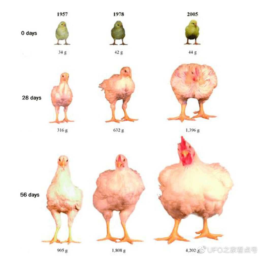 1年吃65亿只,都是“外来鸡”?