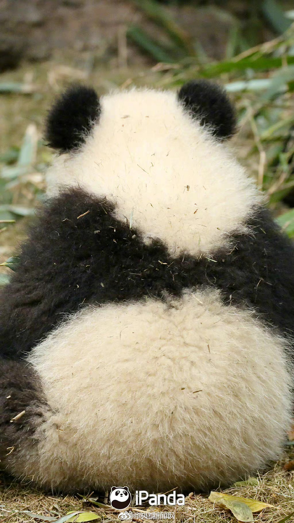必应美图壁纸：碧峰峡熊猫基地的大熊猫宝宝，中国四川 20210316 - 必应壁纸 - 中文搜索引擎指南网