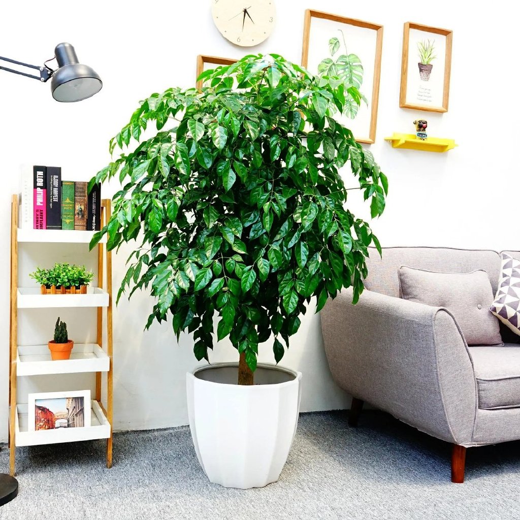 二,幸福树:养在客厅,幸福美满