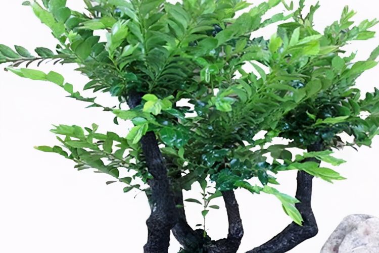 紫檀树图片(真正的小叶紫檀树图片)