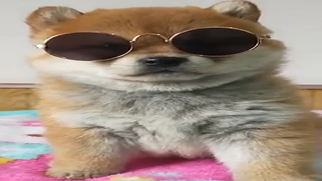 呆萌的小柴犬戴眼镜的样子好可爱啊网友就知道眼镜会掉的啦