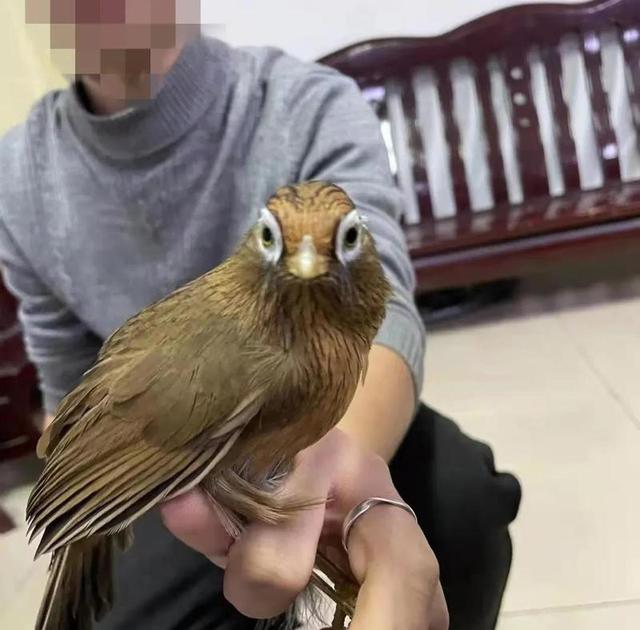 花900元网购画眉鸟饲养，合江男子却被传唤到派出所休闲区蓝鸢梦想 - Www.slyday.coM