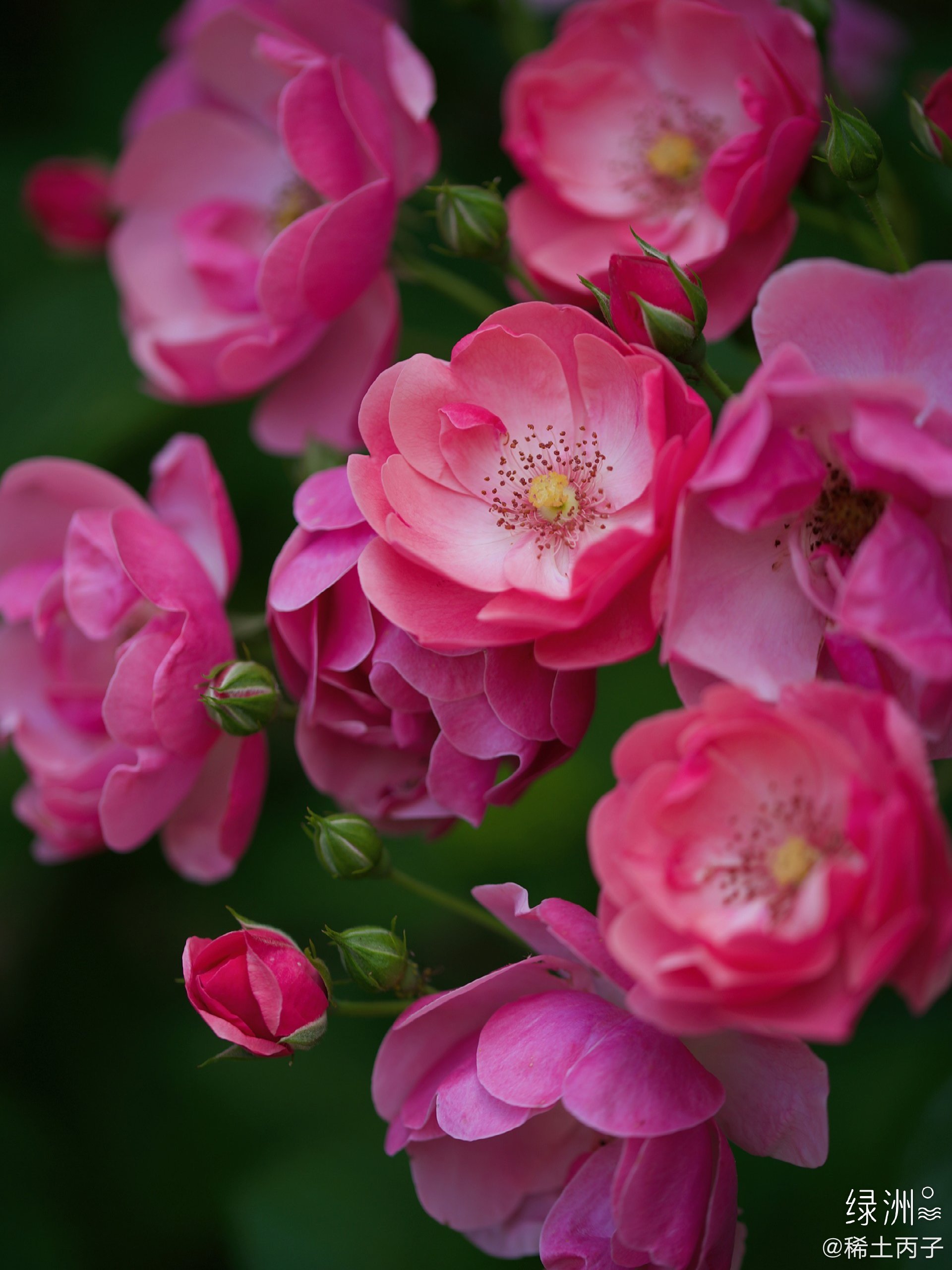 五月十三日上班经过的河边路上有一片月季花 高清图集 新浪网
