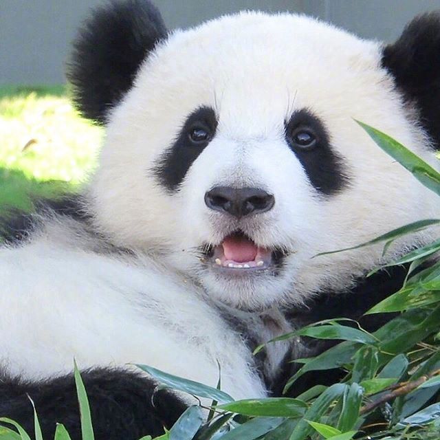出来吸超可爱的熊猫啦