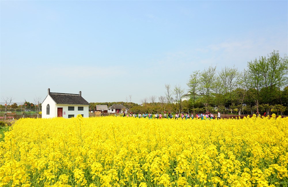 又到赏花踏青季上海金山廊下郊野公园向市民游客发出诚挚邀请