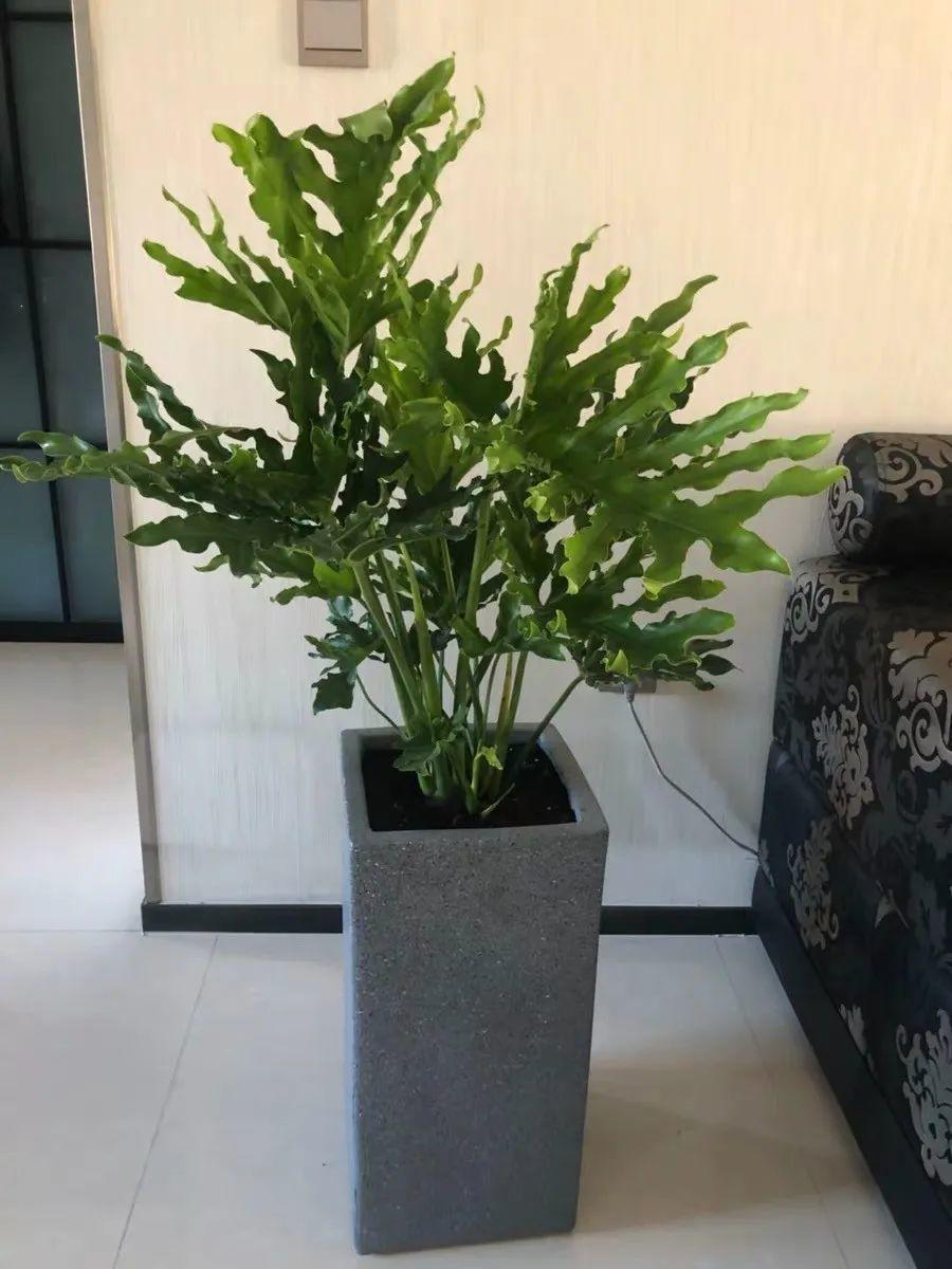 超耐阴的春羽客厅摆一盆清清凉凉好度夏