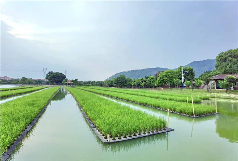 佛山渔耕文化园水上种植水稻,形成循环农业模式与桑基鱼稻美景|水稻