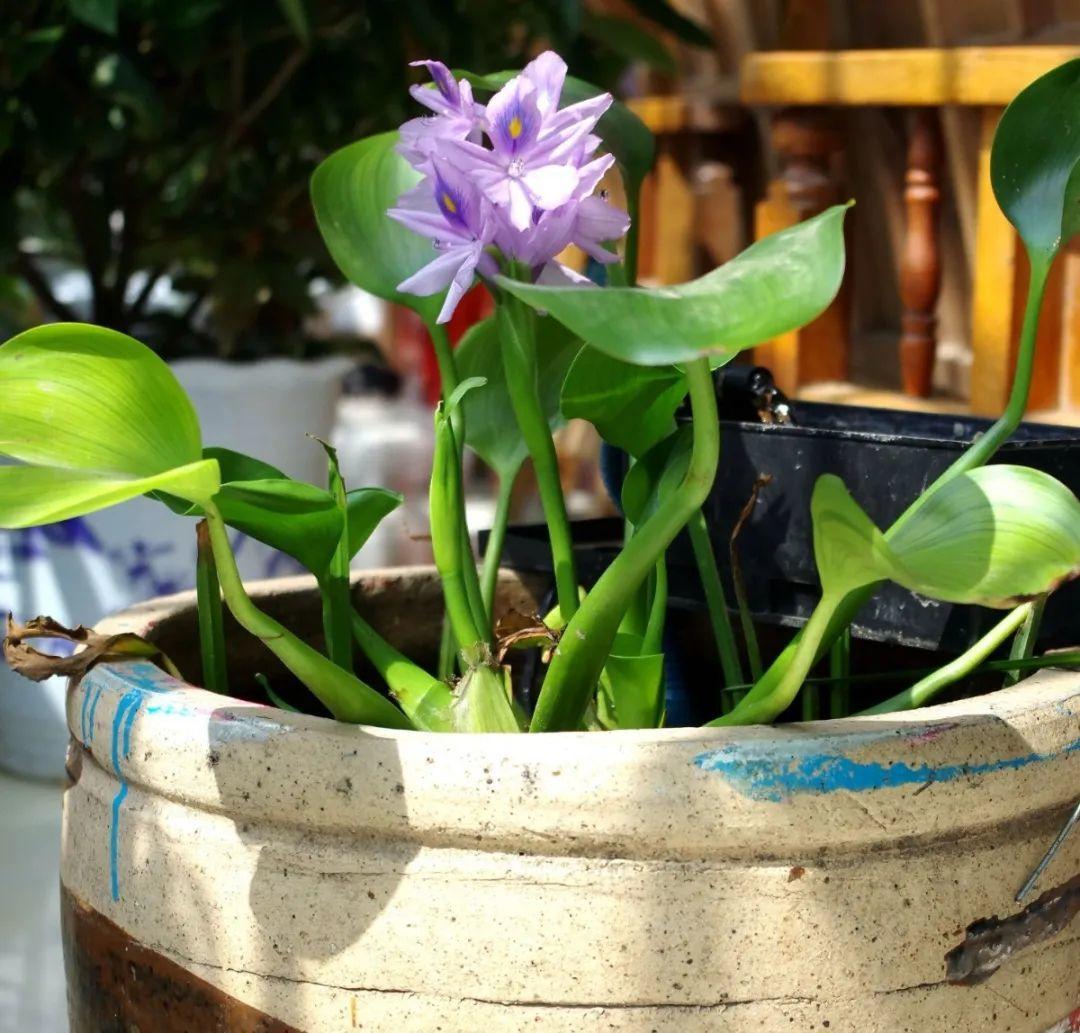 10种花爱喝水用大水缸养天越热越开花