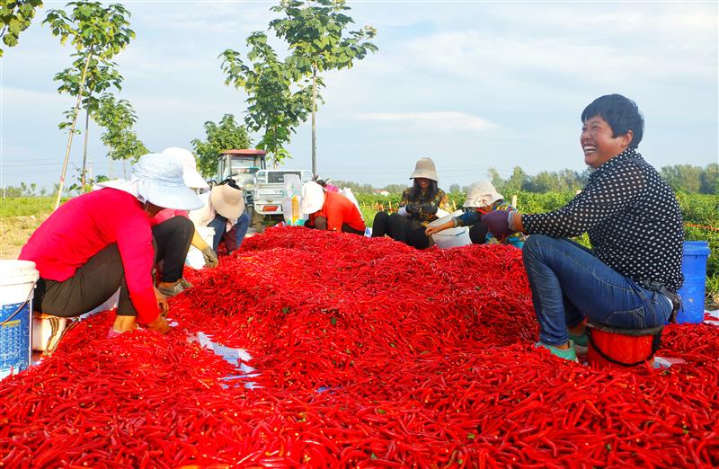 河南柘城:辣椒丰收