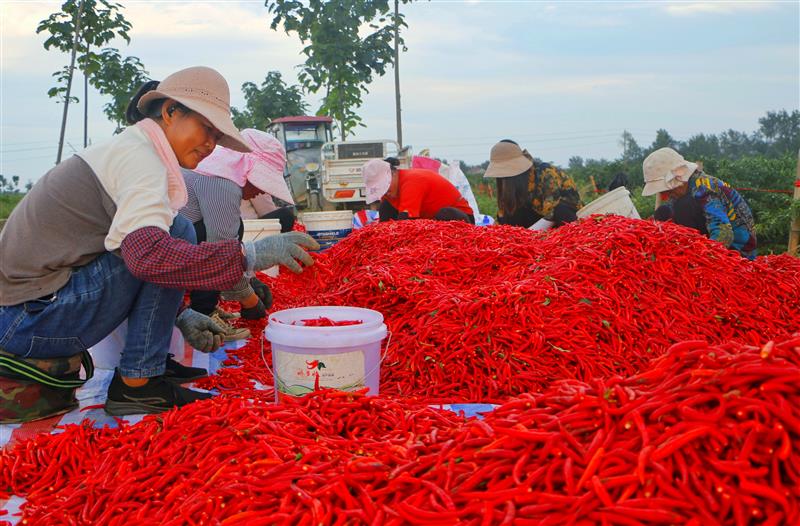 河南柘城:辣椒丰收