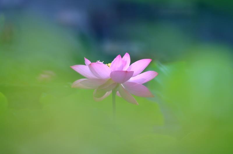 荷花怎么拍才美？我从网友投稿的200张照片里，选出20张经典案例休闲区蓝鸢梦想 - Www.slyday.coM