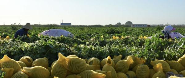 在新疆生产建设兵团第六师五家渠市103团蔡家湖镇的瓜田里,瓜农们在