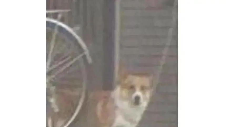 哈哈哈哈~下大雨坚持出门散步的柴犬和被震惊到的柯基!休闲区蓝鸢梦想 - Www.slyday.coM 哈哈哈哈~下大雨坚持出门散步的柴犬和被震惊到的柯基!休闲区蓝鸢梦想 - Www.slyday.coM