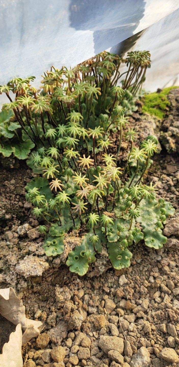 野外发现一堆绿钱币?原来名字叫地钱,价值特别高!