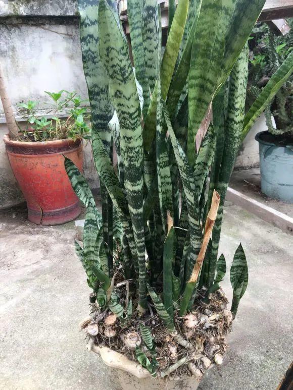 虎皮兰红掌吊兰养成老桩变成大树真壮观