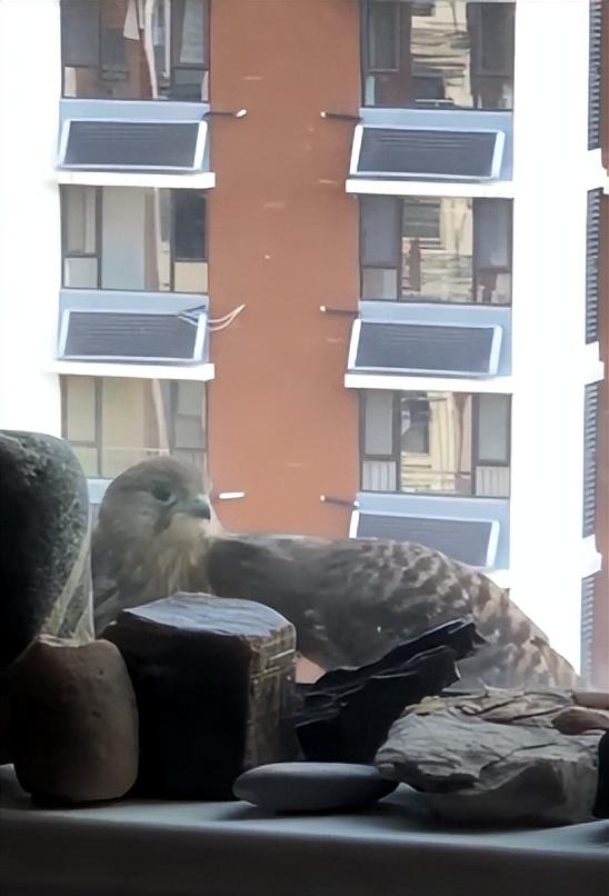 济南一小区惊现国家二级保护动物，已在各楼层“串门”数日，居民：喂了点生肉，它们都吃了休闲区蓝鸢梦想 - Www.slyday.coM