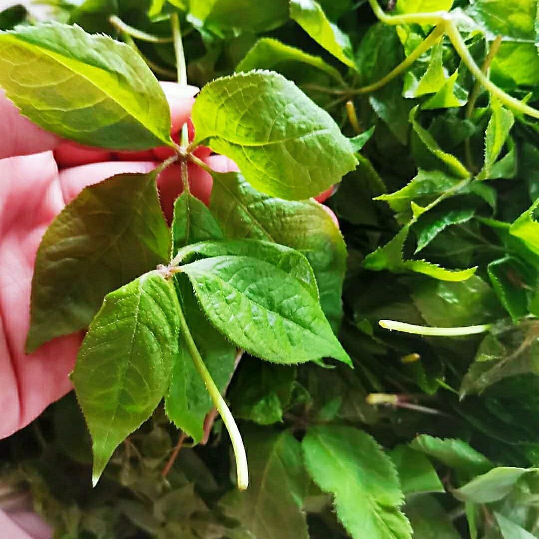 刺五加叶,婆婆丁,刺老芽,柳蒿芽,山韭菜,广东菜,你们都吃过么