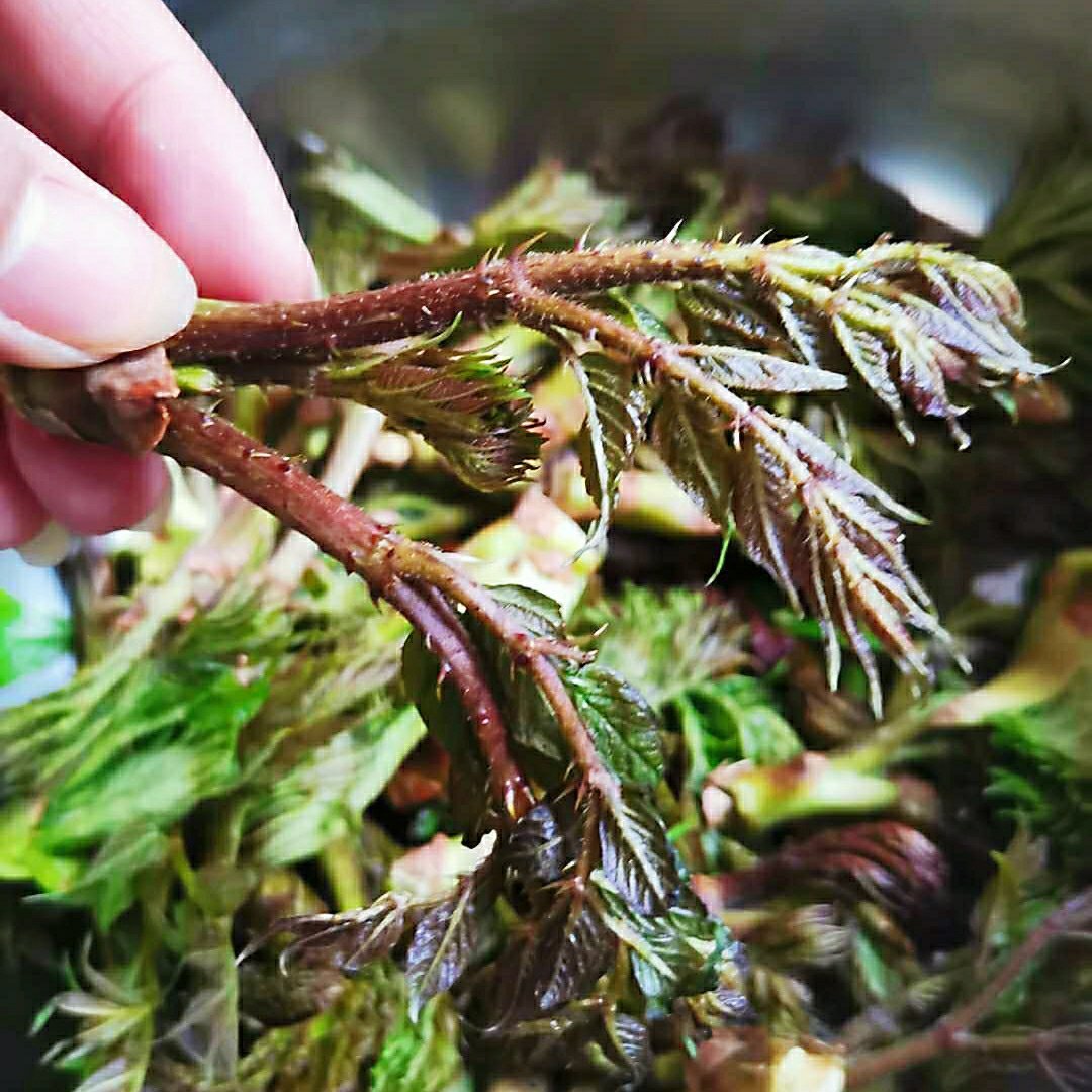 刺五加叶婆婆丁刺老芽柳蒿芽山韭菜广东菜你们都吃过么
