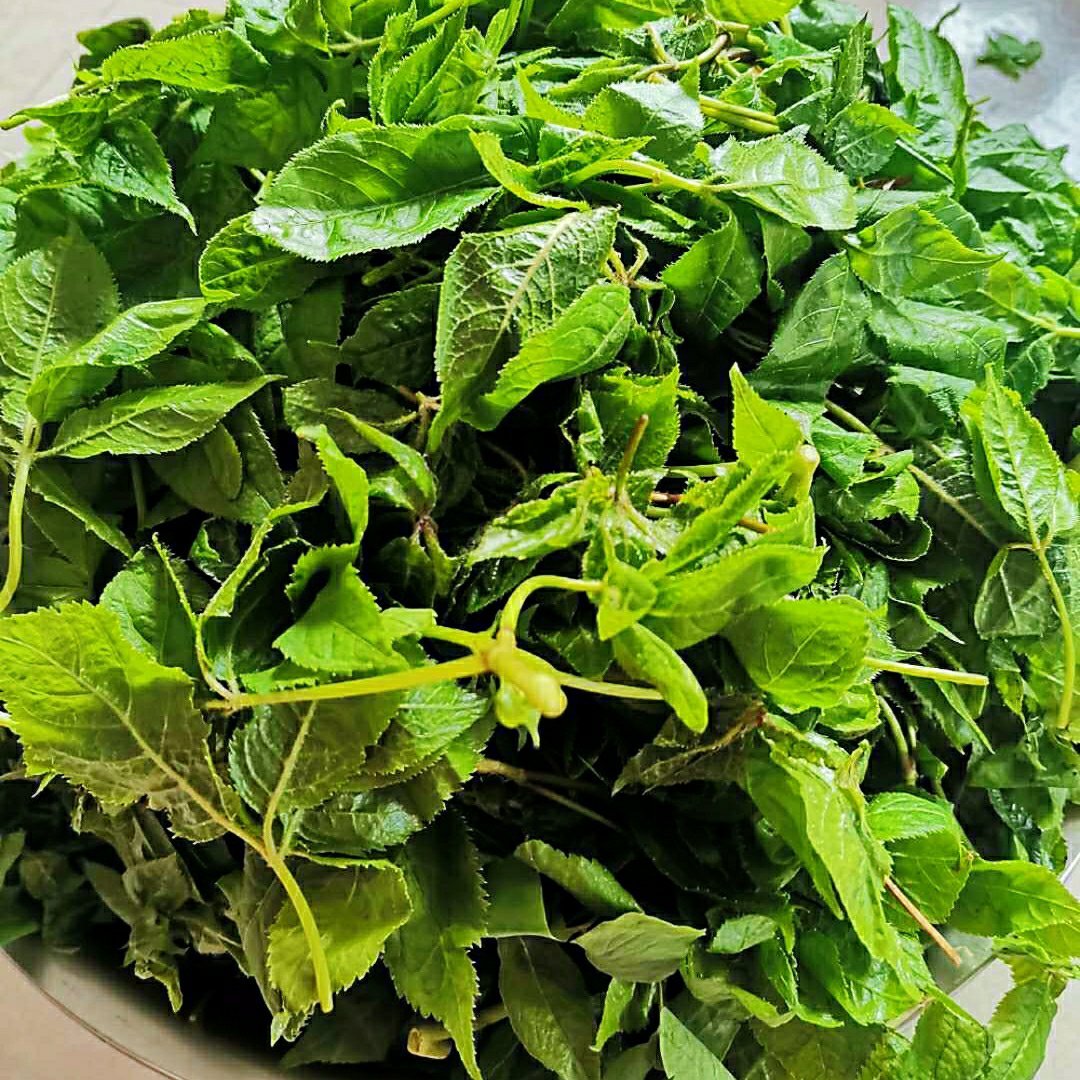 刺五加叶婆婆丁刺老芽柳蒿芽山韭菜广东菜你们都吃过么