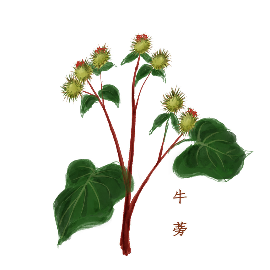 常饮牛蒡茶的效果