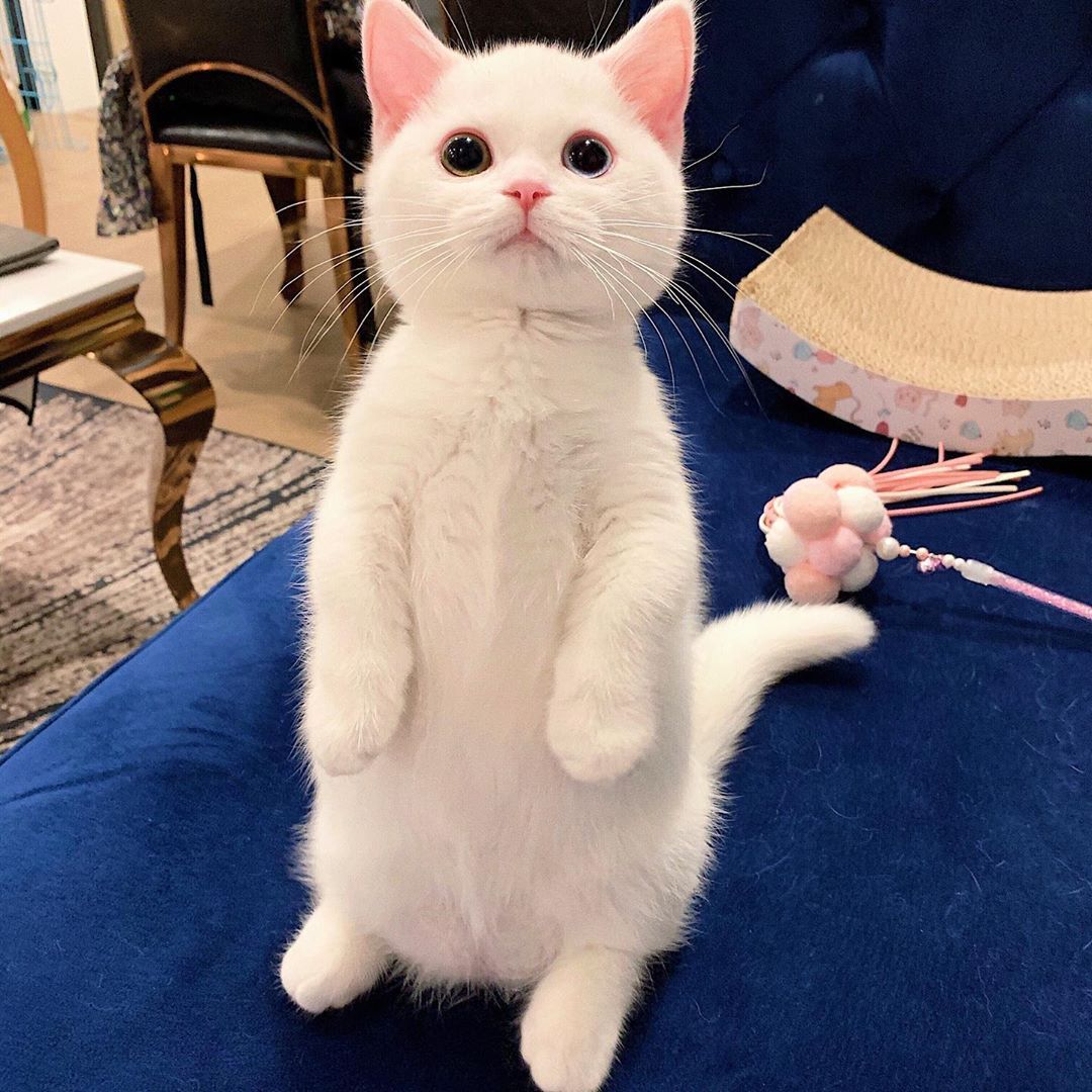 白色异瞳天使猫(ins:cheese_eggen)_高清图集_新浪网