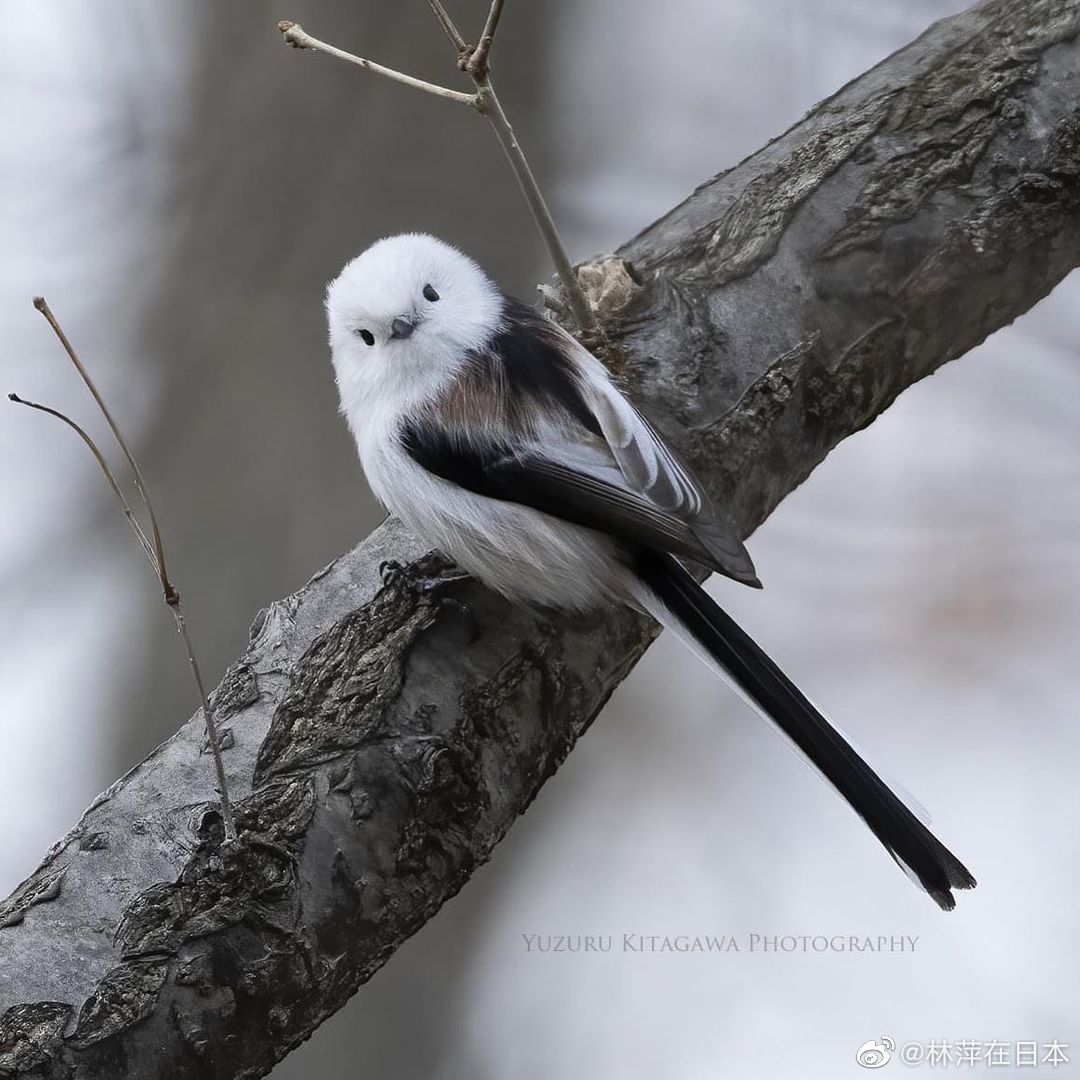 银喉长尾山雀雪精灵小团团